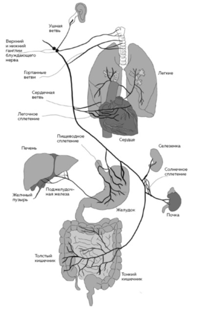 PISMO_Bluzhdayushchiy_nerv_kartinka