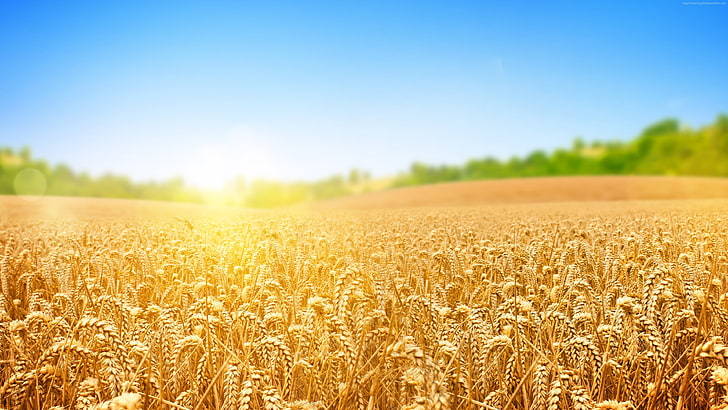 nature-wheat-sky-field-wallpaper-preview
