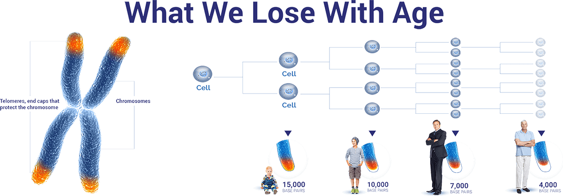 telomerase-shortening-graph